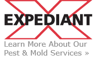 Pest Control and Mold Removal Services